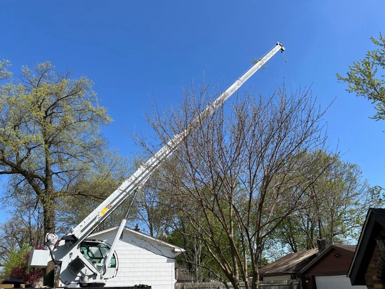 How Summer Tree Removal Can Protect Your Property From Storm Damage