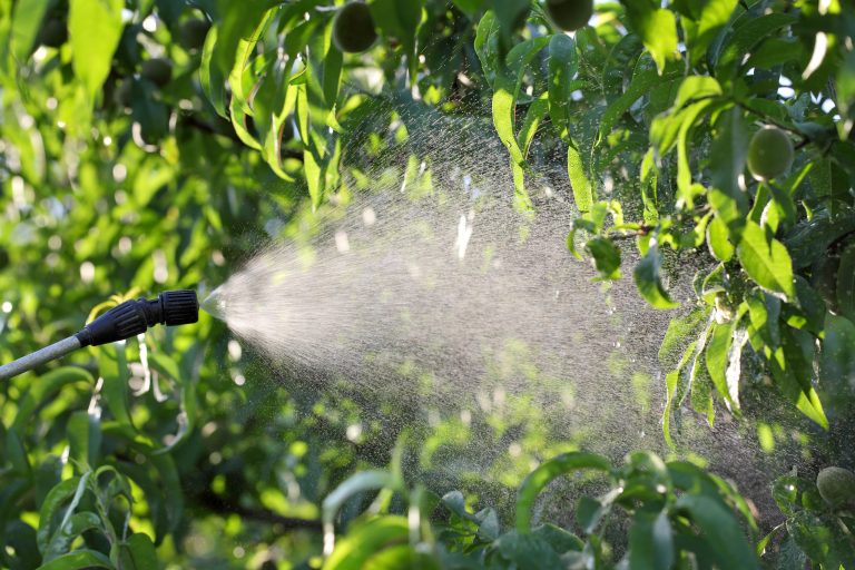 Tree Health Monitoring: Your Best Defense