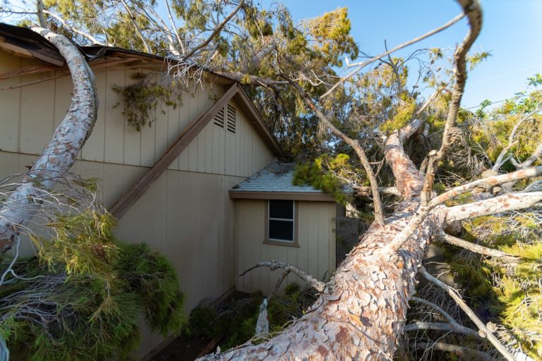 Signs Your Tree Might Be a Safety Hazard