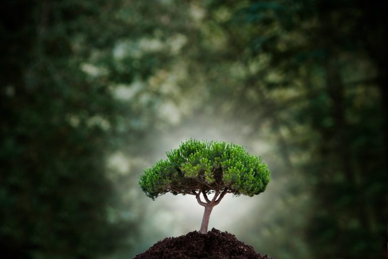 Sustainable Practices in Tree Care
