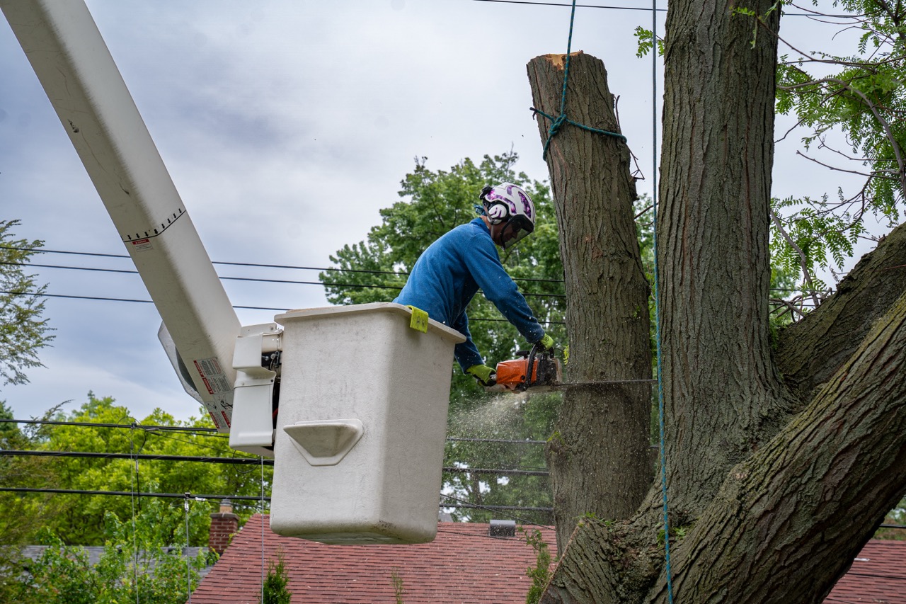 Aesthetic Pruning & Landscape Integration - Galaxy Tree Service