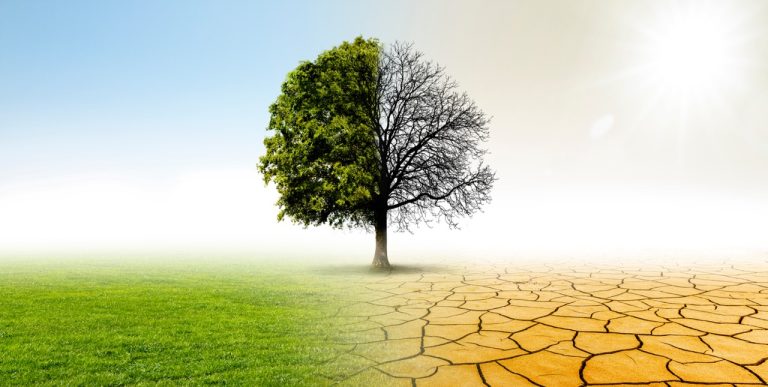 Heat Stress & Drought Signs in Trees