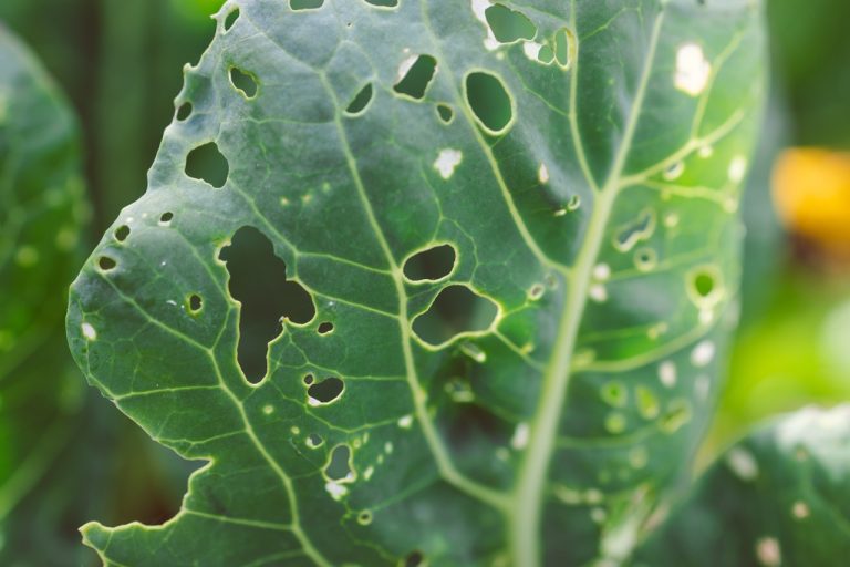 Late-Summer Insects & Tree Diseases
