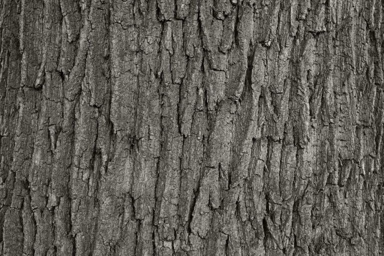 The Power of Tree Oil Treatments
