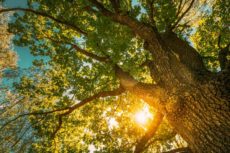 Oak & Elm Trimming — Protecting Your Trees This Season