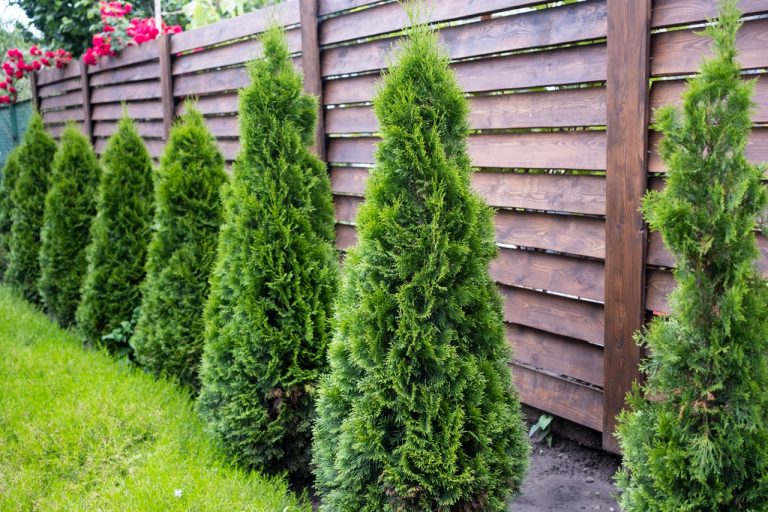 Deer Repellent – Protecting Your Evergreens All Winter Long
