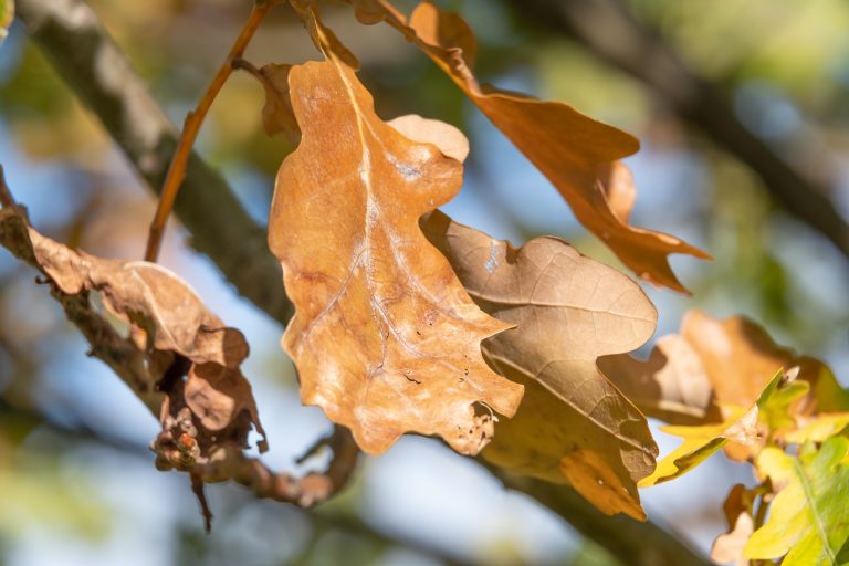 How to Prevent Oak Wilt
