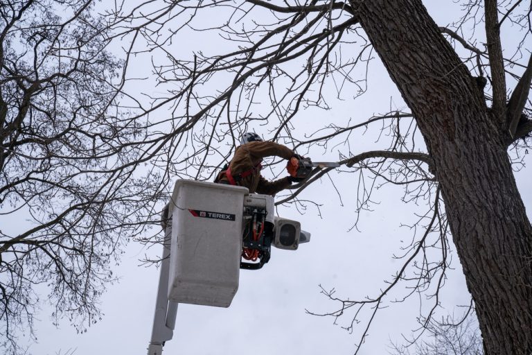 Why October Is the Perfect Month for Tree Pruning