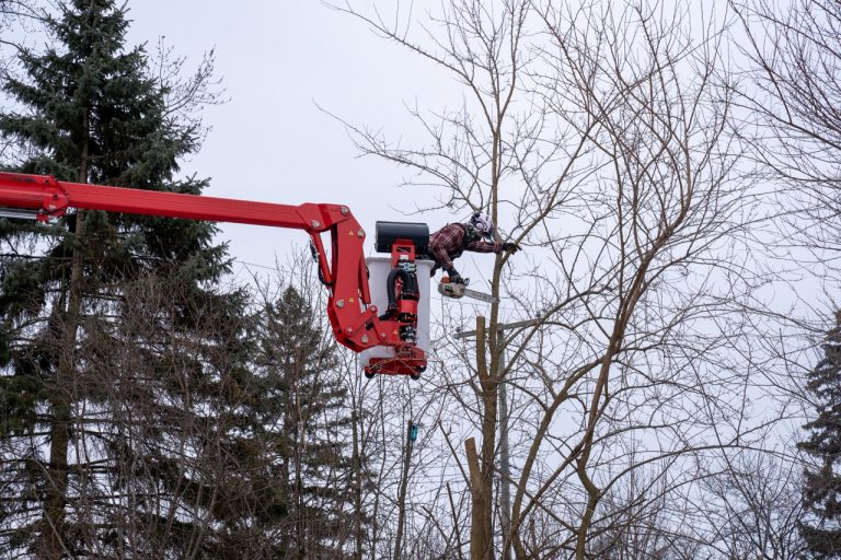 The Benefits of Tree Removal During the Winter Months