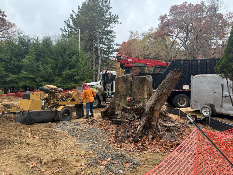 Tackling a 13,000-Pound Stump in Michigan: The Tree Removal No One Else Could Handle