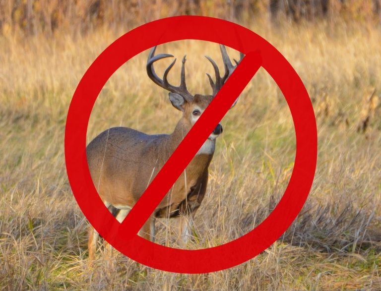 DeerPro™ Repellent: Keep Deer Away from Your Trees, Shrubs, and Ornamentals